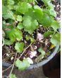 Ivy-Leaved Toadflax Seeds (Certified Organic)