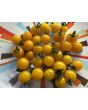 Tomato 'Burgess Lemon' Seeds (Certified Organic)