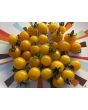 Tomato 'Burgess Lemon' Seeds (Certified Organic)