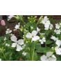 Money Plant AKA Silver Dollar 'Alba' Seeds (Certified Organic)