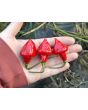 Hot Pepper 'Spinning Top' Seeds 