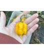 Hot Pepper 'Yellow Carolina Reaper' AKA ‘Reaper Moruga Yellow' Seeds (Certified Organic)