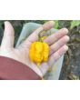 Hot Pepper 'Yellow Carolina Reaper' AKA ‘Reaper Moruga Yellow' Seeds (Certified Organic)