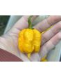 Hot Pepper 'Yellow Carolina Reaper' AKA ‘Reaper Moruga Yellow' Seeds (Certified Organic)