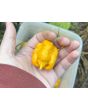 Hot Pepper 'Yellow Carolina Reaper' AKA ‘Reaper Moruga Yellow' Seeds (Certified Organic)