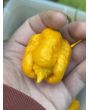 Hot Pepper 'Yellow Carolina Reaper' AKA ‘Reaper Moruga Yellow' Seeds (Certified Organic)