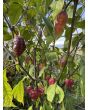 Hot Pepper ‘7 Pot Bubblegum (BBG7) Dream' Seeds (Certified Organic)