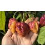 Hot Pepper ‘7 Pot Bubblegum (BBG7) Dream' Seeds (Certified Organic)