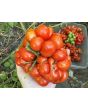 Tomato 'Reisetomate' Seeds (Certified Organic) 