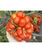 Tomato 'Reisetomate' Seeds (Certified Organic) 