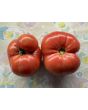 Dwarf Tomato 'Strawberry Lemonade' Seeds (Certified Organic)