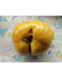 Tomato 'Azoychka' Seeds (Certified Organic)