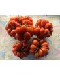 Tomato 'Reisetomate' Seeds (Certified Organic) 