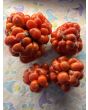 Tomato 'Reisetomate' Seeds (Certified Organic) 