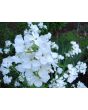 Money Plant AKA Silver Dollar 'Alba' Seeds (Certified Organic)