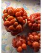 Tomato 'Reisetomate' Seeds (Certified Organic) 
