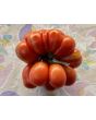 Tomato 'Reisetomate' Seeds (Certified Organic) 