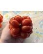 Tomato 'Reisetomate' Seeds (Certified Organic) 