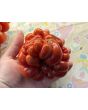Tomato 'Reisetomate' Seeds (Certified Organic) 