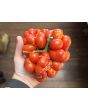 Tomato 'Reisetomate' Seeds (Certified Organic) 