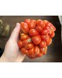 Tomato 'Reisetomate' Seeds (Certified Organic) 
