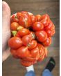 Tomato 'Reisetomate' Seeds (Certified Organic) 