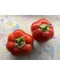 Sweet Pepper 'Pritamin Paprika' Seeds (Certified Organic)