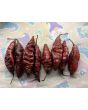 Hot Pepper 'Redgum Tiger MAMP x Chocolate Nagabrains' Seeds (Certified Organic)