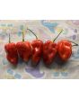 Hot Pepper ‘Aji Chombo' Seeds (Certified Organic)