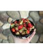 Strawberry 'Honeoye' Plants (4" Pot, single)