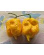 Hot Pepper 'Yellow Carolina Reaper' AKA ‘Reaper Moruga Yellow' Seeds (Certified Organic)