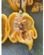 Hot Pepper 'Yellow Carolina Reaper' AKA ‘Reaper Moruga Yellow' Seeds (Certified Organic)