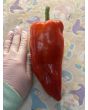 Hot Pepper ‘Beaver Dam’ Seeds (Certified Organic) 