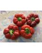 Sweet Pepper 'Liebesapfel' aka 'Love Apple' Seeds (Certified Organic)