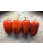 Sweet Pepper 'Ukrainian Early' Seeds (Certified Organic) 