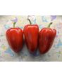 Sweet Pepper 'Ukrainian Early' Seeds (Certified Organic) 