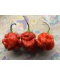 Hot Pepper 'Moruga Red Monster' Seeds (Certified Organic)