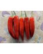 Hot Pepper ‘Serrano’ Seeds (Certified Organic) 