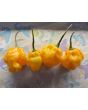 Hot Pepper ‘Scotch Bonnet MOA Yellow’ Seeds (Certified Organic)