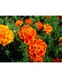 Marigold 'French Dwarf Double Mix'