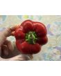 Hot Pepper ‘Hussli Tomato Pepper’ Seeds (Certified Organic)