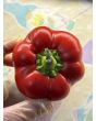 Hot Pepper ‘Hussli Tomato Pepper’ Seeds (Certified Organic)