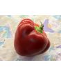 Hot Pepper ‘Hussli Tomato Pepper’ Seeds (Certified Organic)