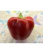 Hot Pepper ‘Hussli Tomato Pepper’ Seeds (Certified Organic)