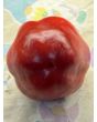 Hot Pepper ‘Hussli Tomato Pepper’ Seeds (Certified Organic)