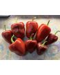 Hot Pepper ‘Chilhuacle Rojo' Seeds (Certified Organic)