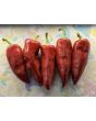 Hot Pepper ‘Chilhuacle Rojo' Seeds (Certified Organic)