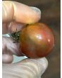 Tomato 'Striped Ping Pong' Seeds (Certified Organic)