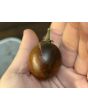 Tomato 'Blue Keyes' Seeds (Certified Organic)