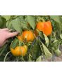 Bell Pepper 'Golden California Wonder' Seeds (Certified Organic) 